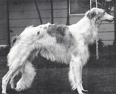 Top Obedience Borzoi 1983